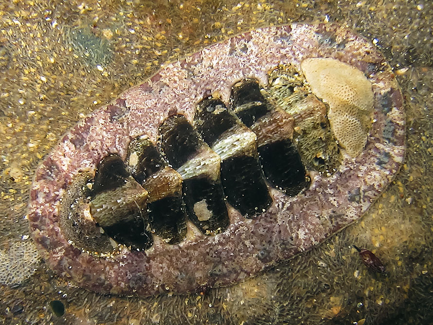 Chiton 02